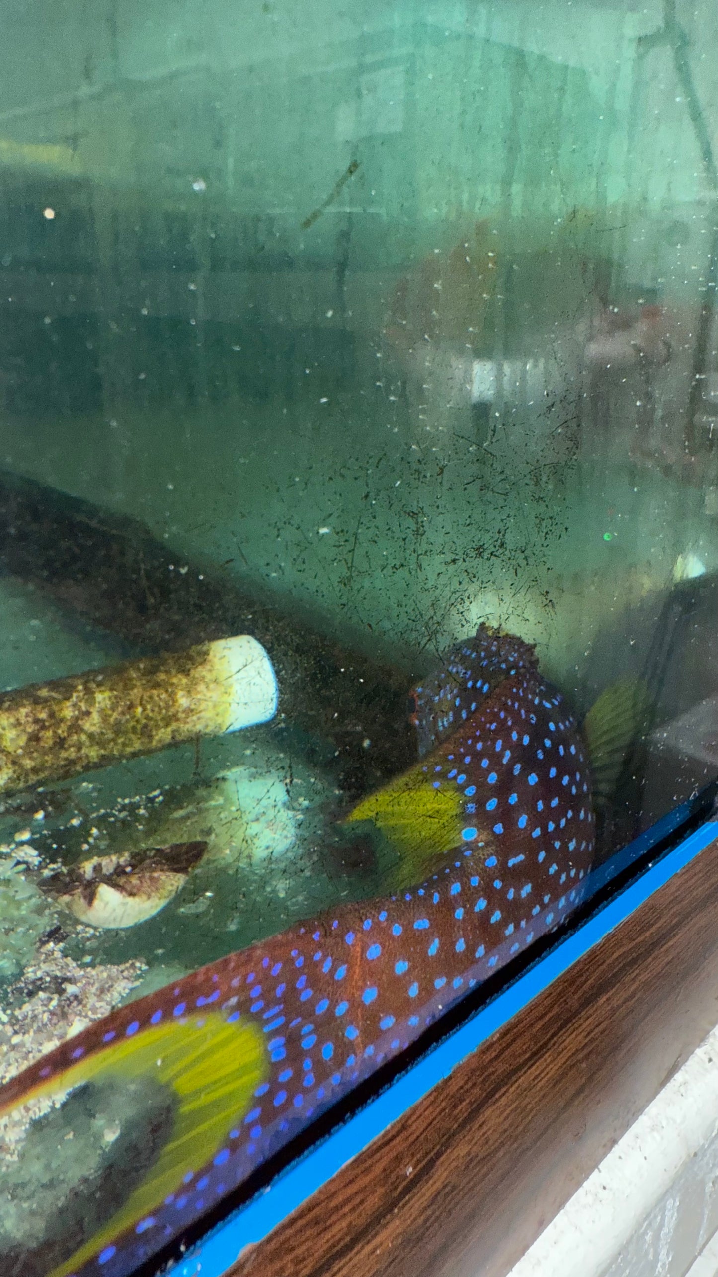 Lyretail Grouper (4-5”)