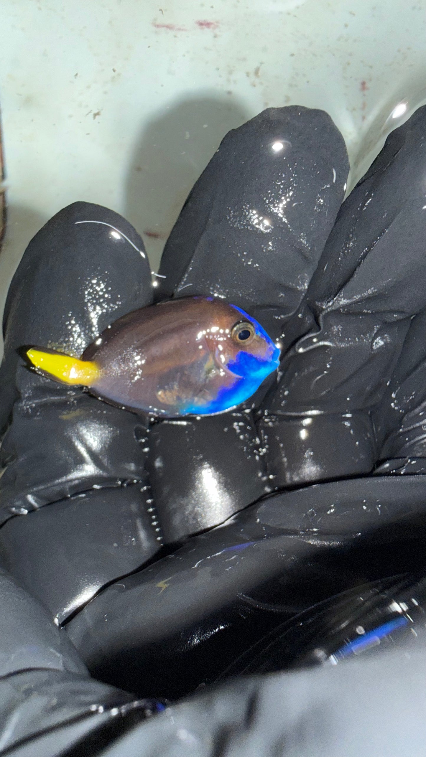 Blue Hippo Tang (1-2") Hybrid Colormorph