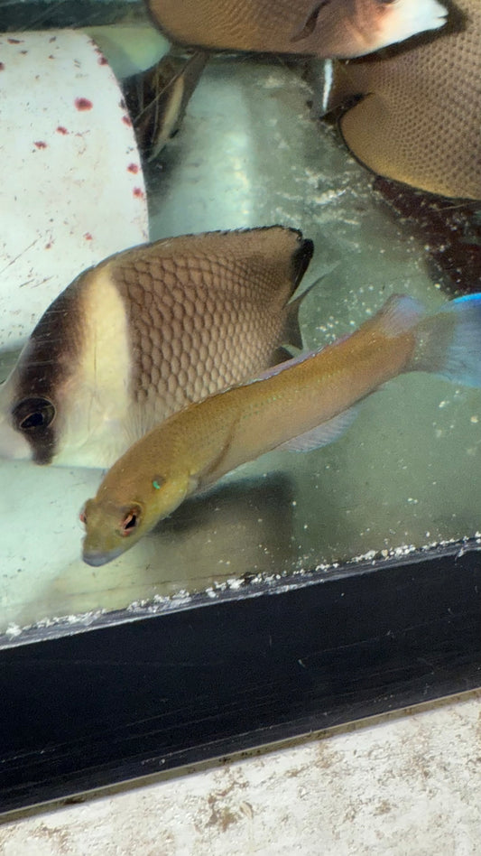 White-nosed dottyback | Pseudochromis leucorhynchus
