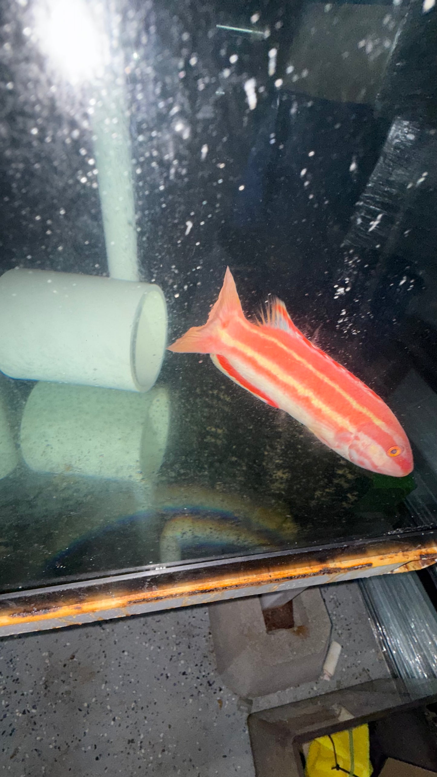 Black Spot Hogfish | Bodianus opercularis