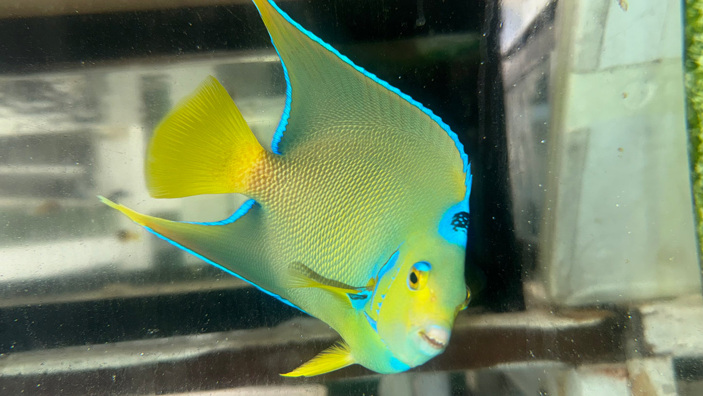 Townsend Angelfish (6-7") WYSIWYG