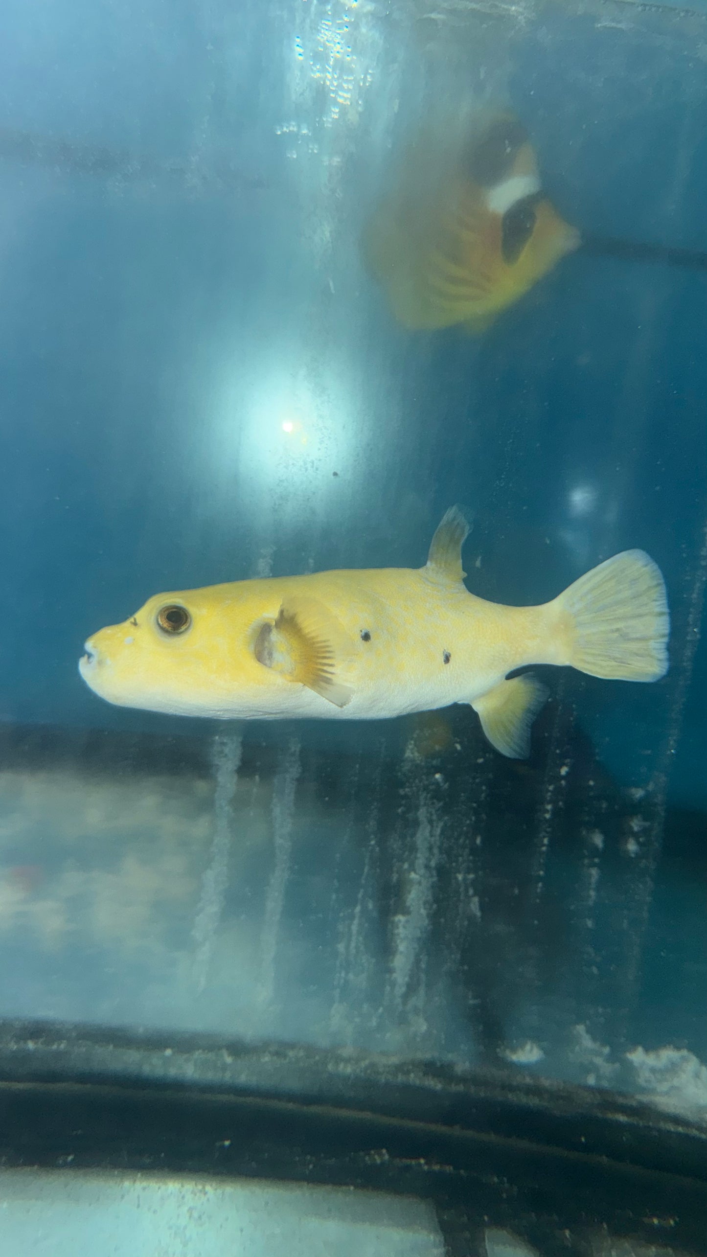 Golden Puffer fish 8” WYSIWYG