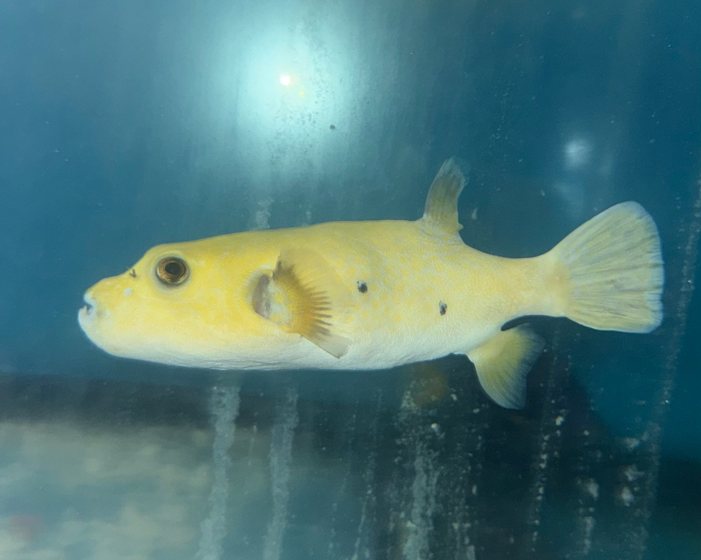 Golden Puffer fish 8” WYSIWYG