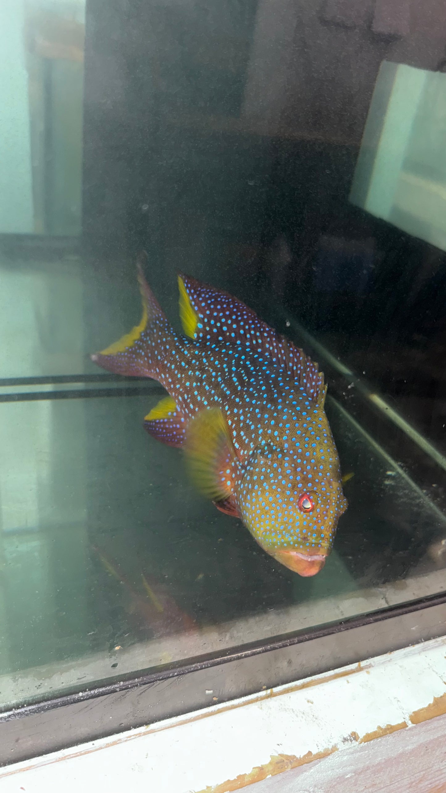 Lyretail Grouper 12-14”