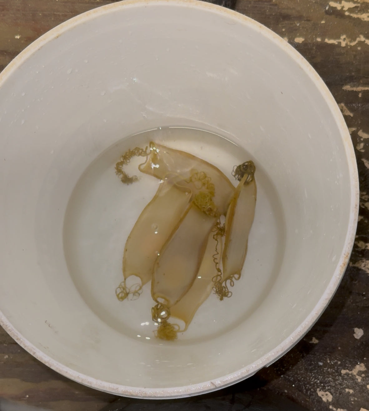 Cephaloscyllium Umbratile Shark egg (Blotchy Swell Shark)