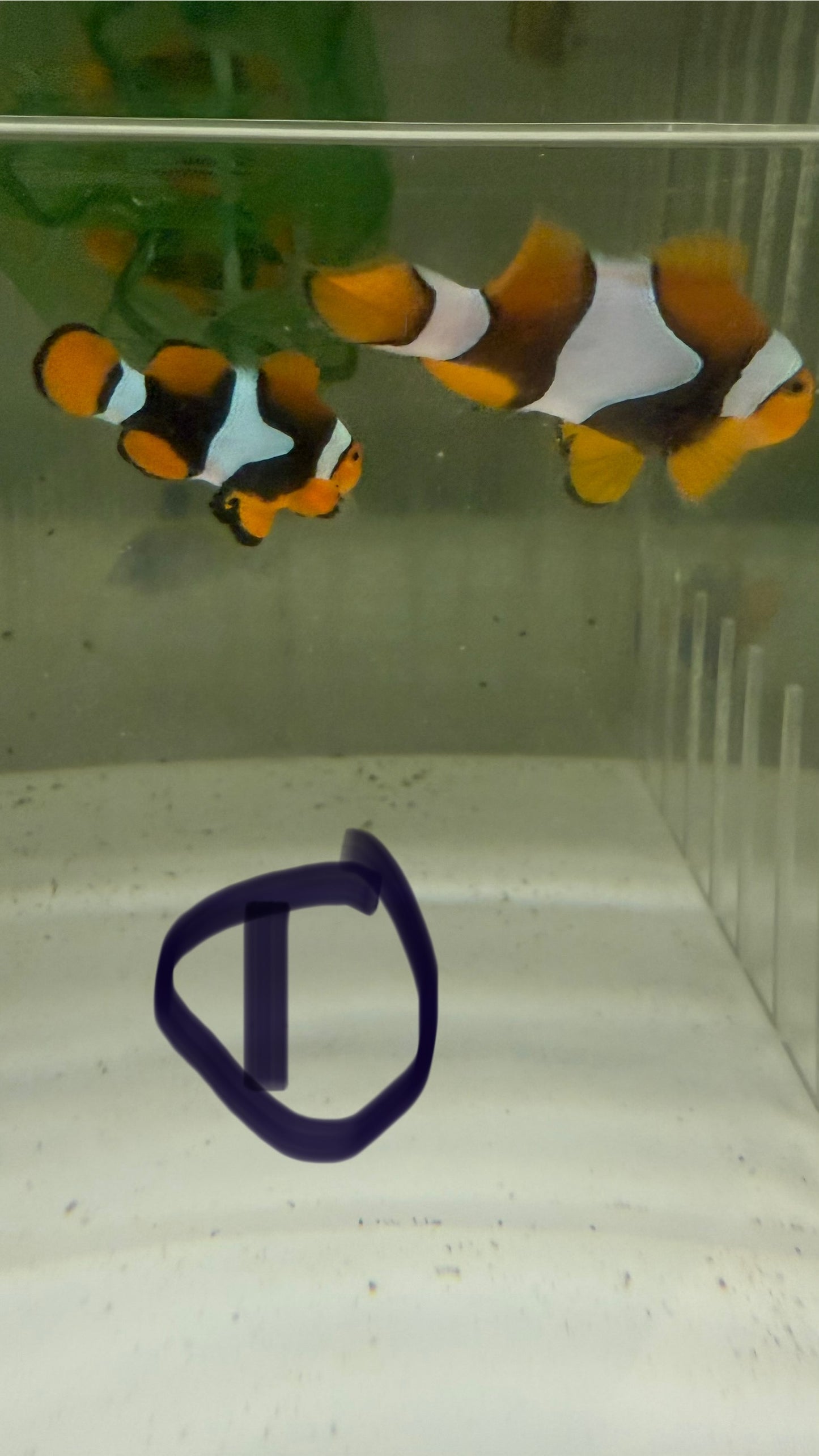 True Percula Clownfish Pair-Solomon Island #1