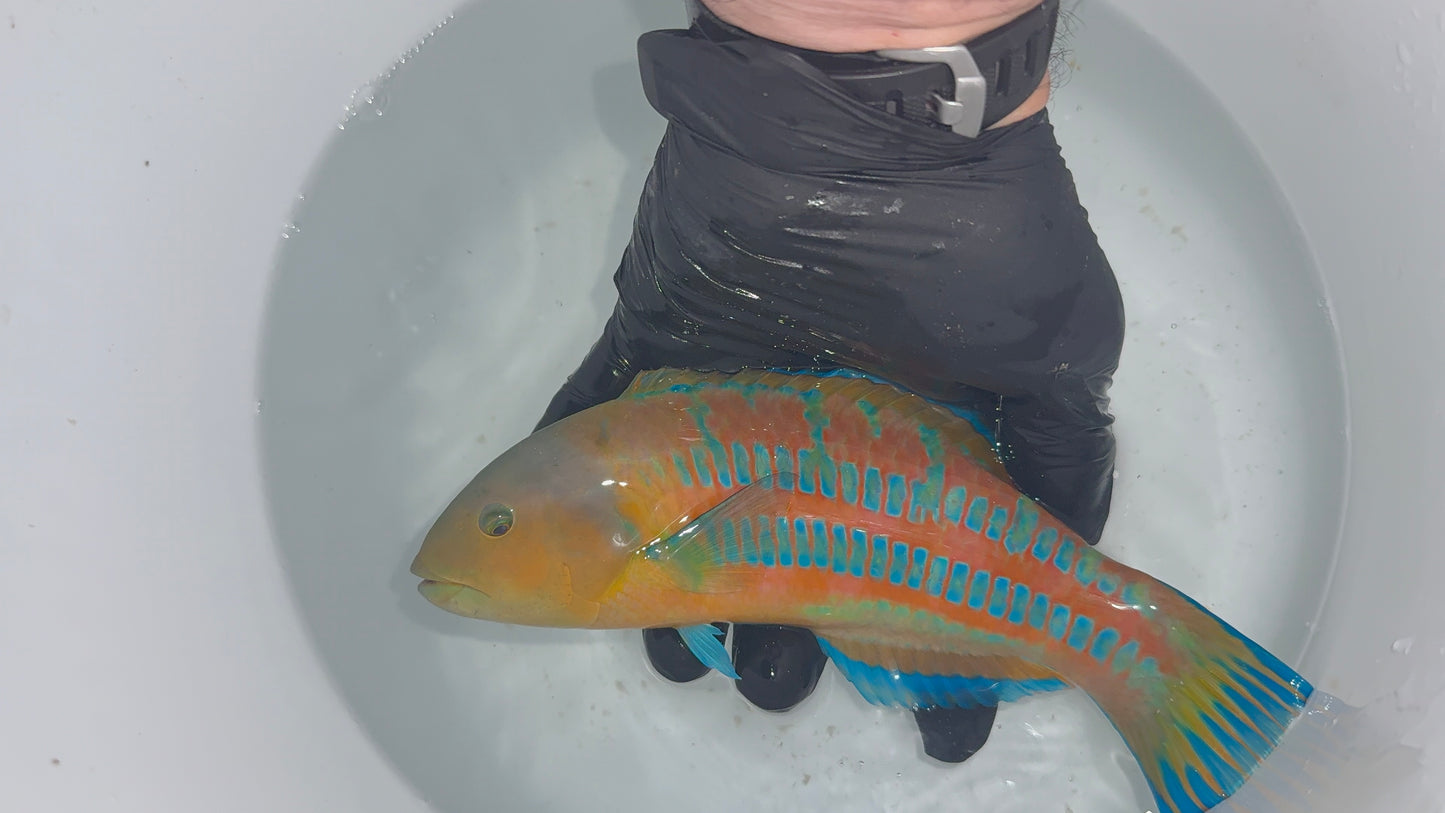 Surge Wrasse (10" Male)