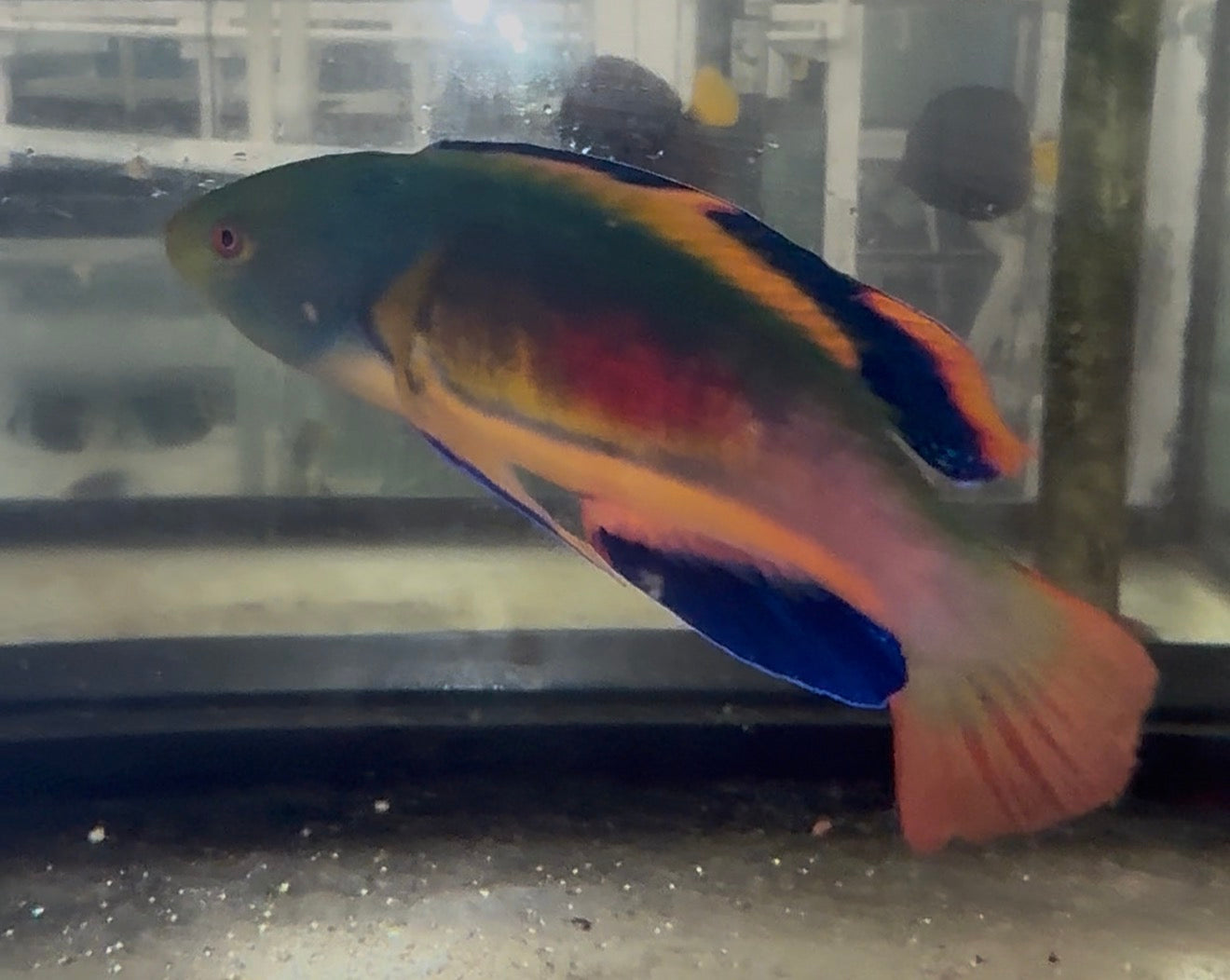 Scott's Fairy Wrasse 4” tonga WYSIWYG