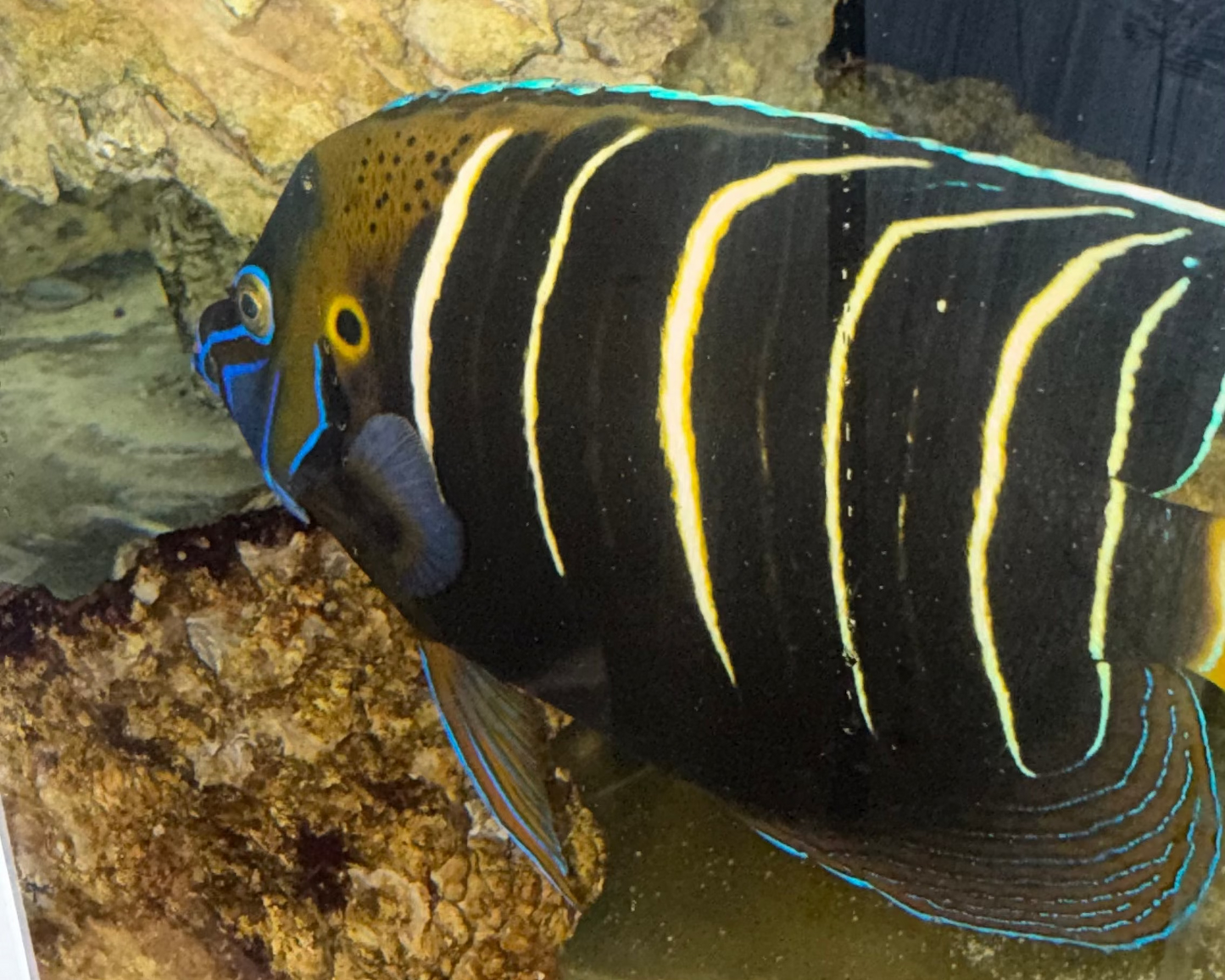 Chrysurus Angel | Pomacanthus Chrysurus (show size 10-11”) WYSIWYG