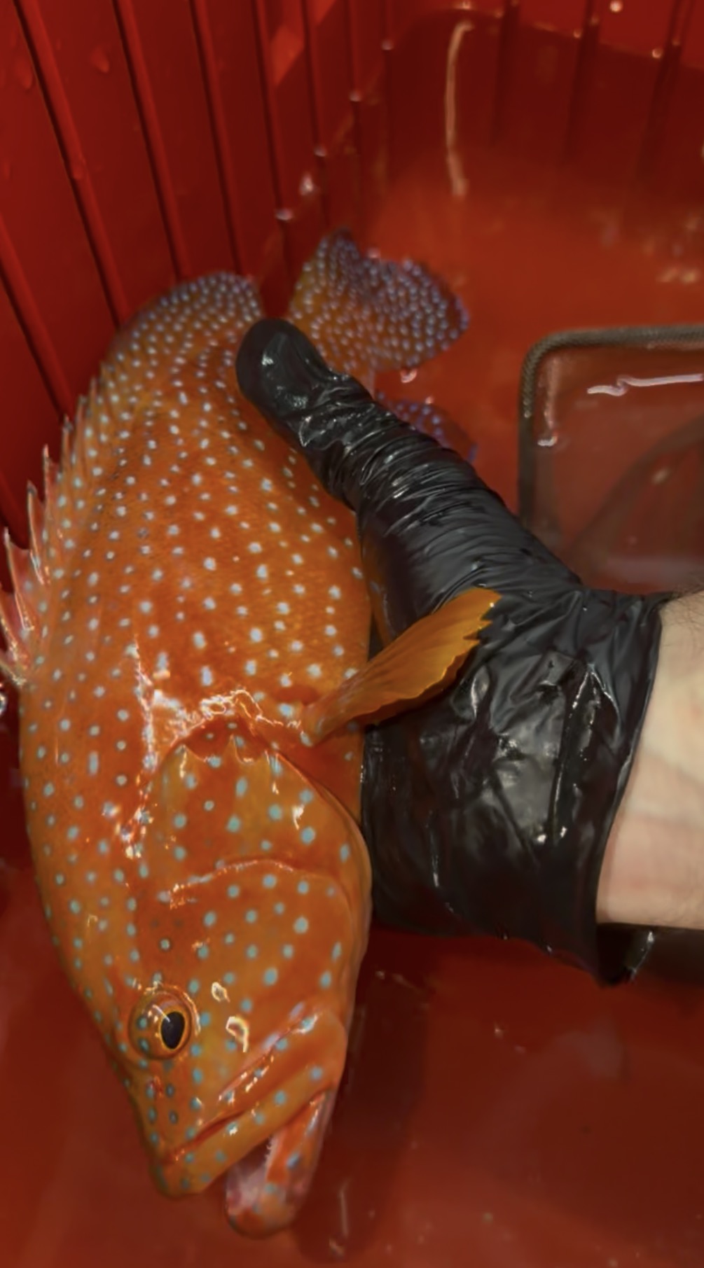 Miniatus Grouper 14" Maldives