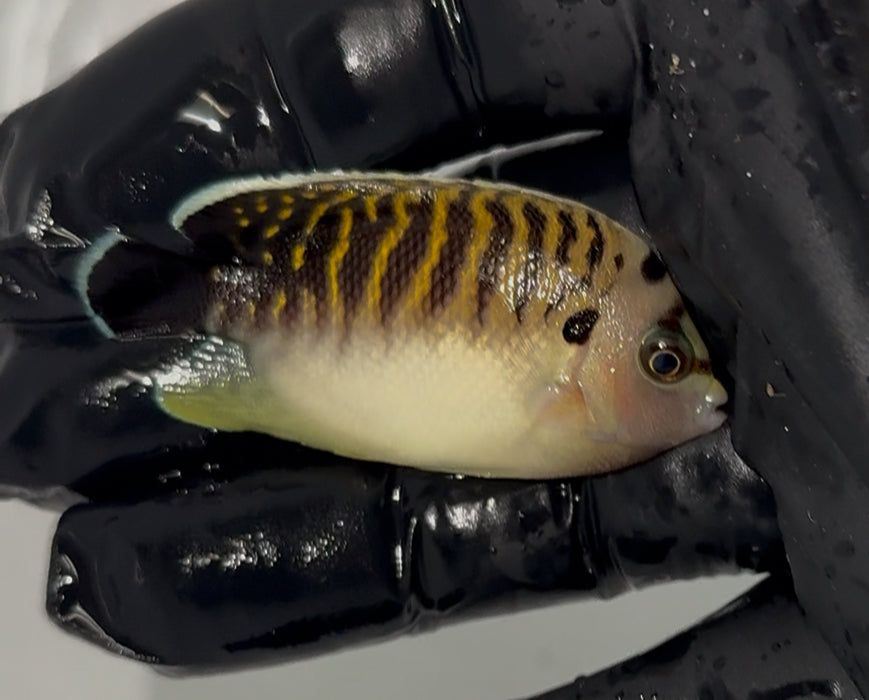 Tiger Angelfish (2" juv) (Apolemichthys kingi )