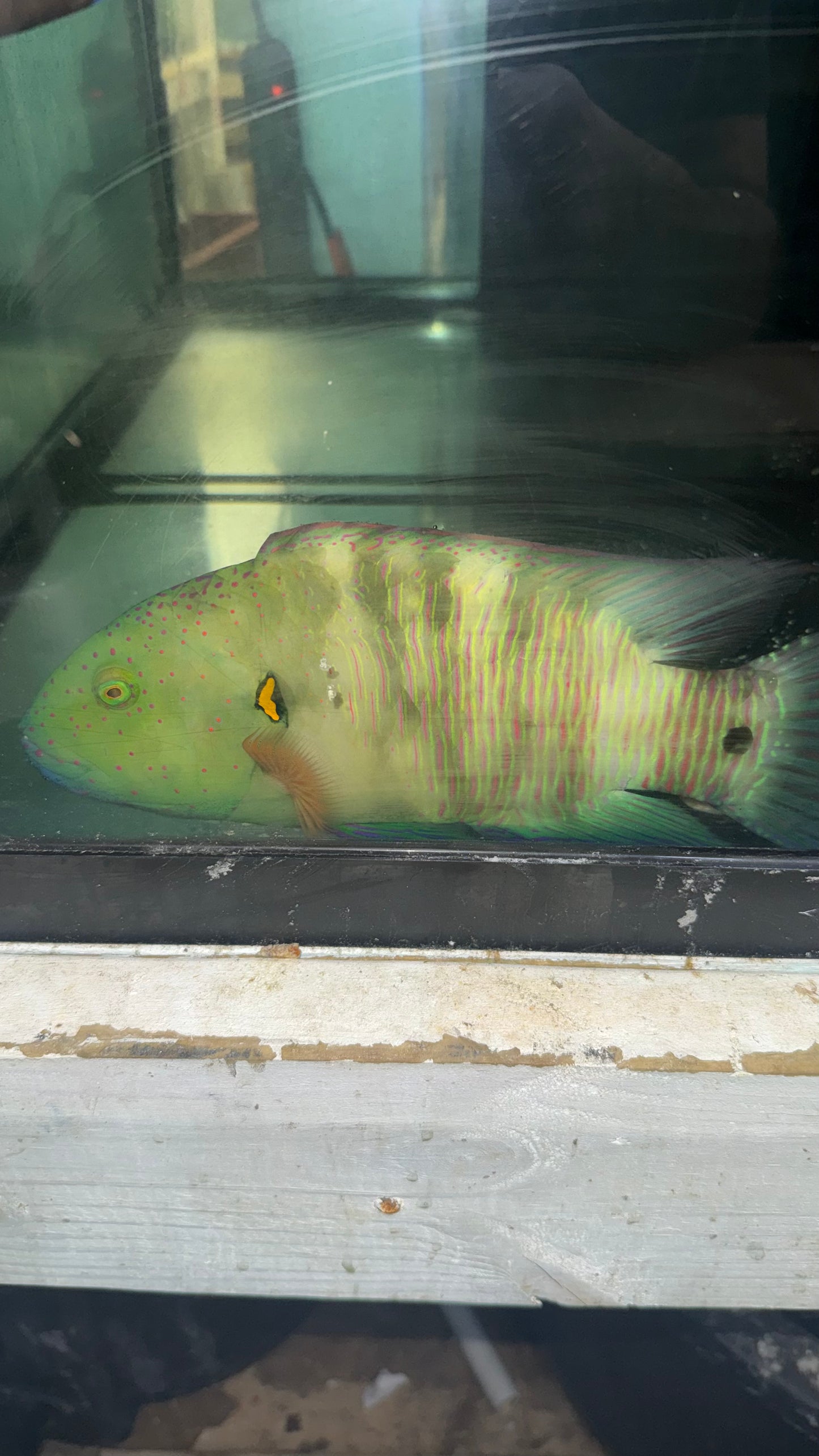 Broomtail Wrasse (Red Sea) | Cheilinus lunulatus -12"