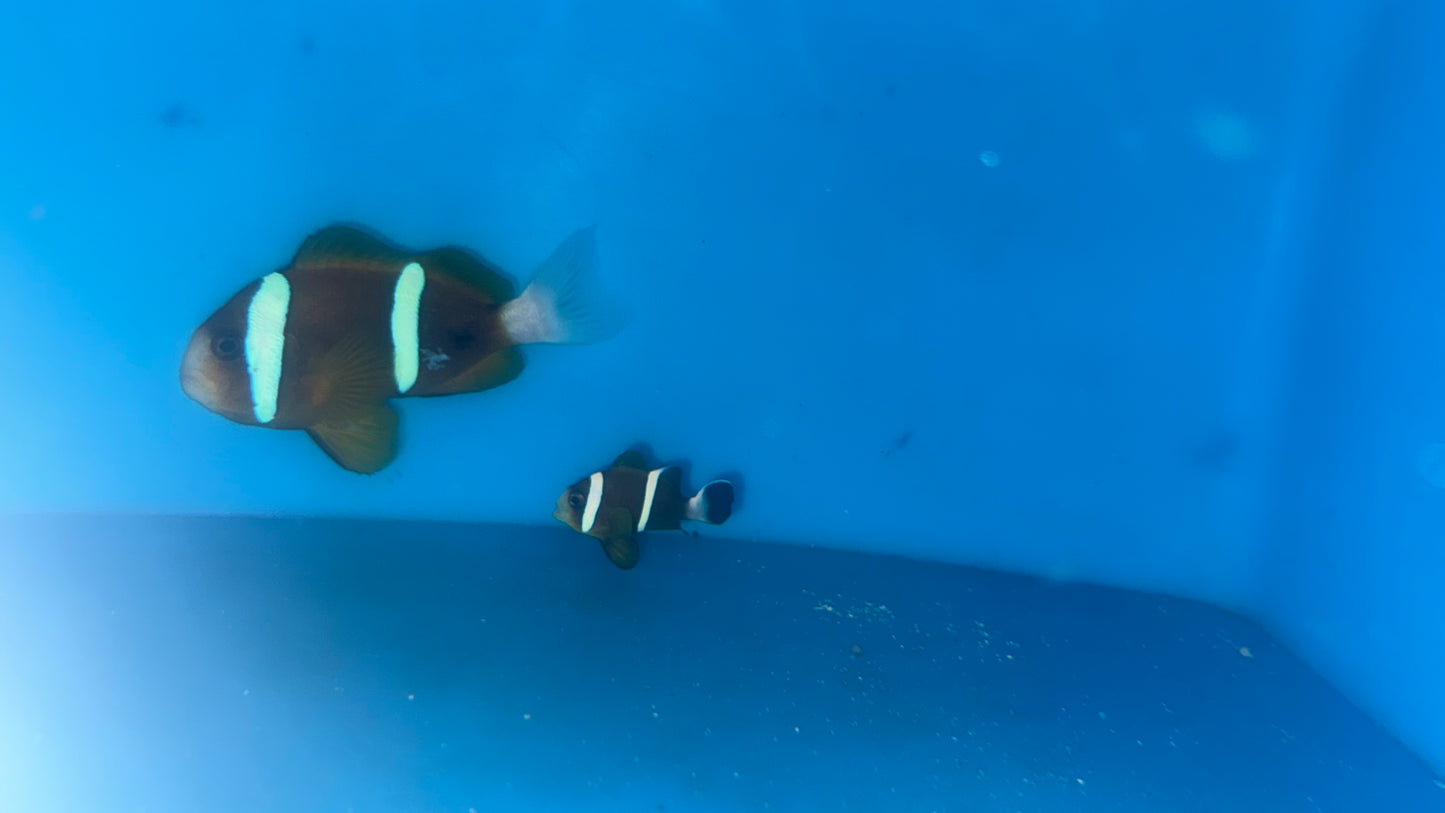 Akindynos Clownfish-Australia (Wild Caught Mated Pair)