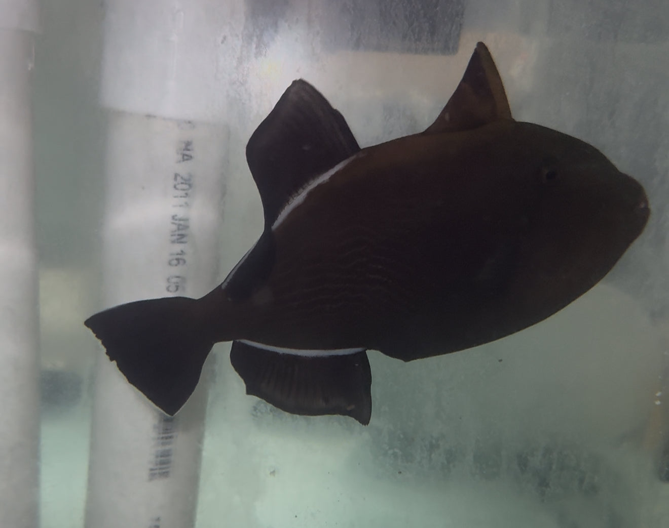 Black Durgeon Trigger ( 7-8")