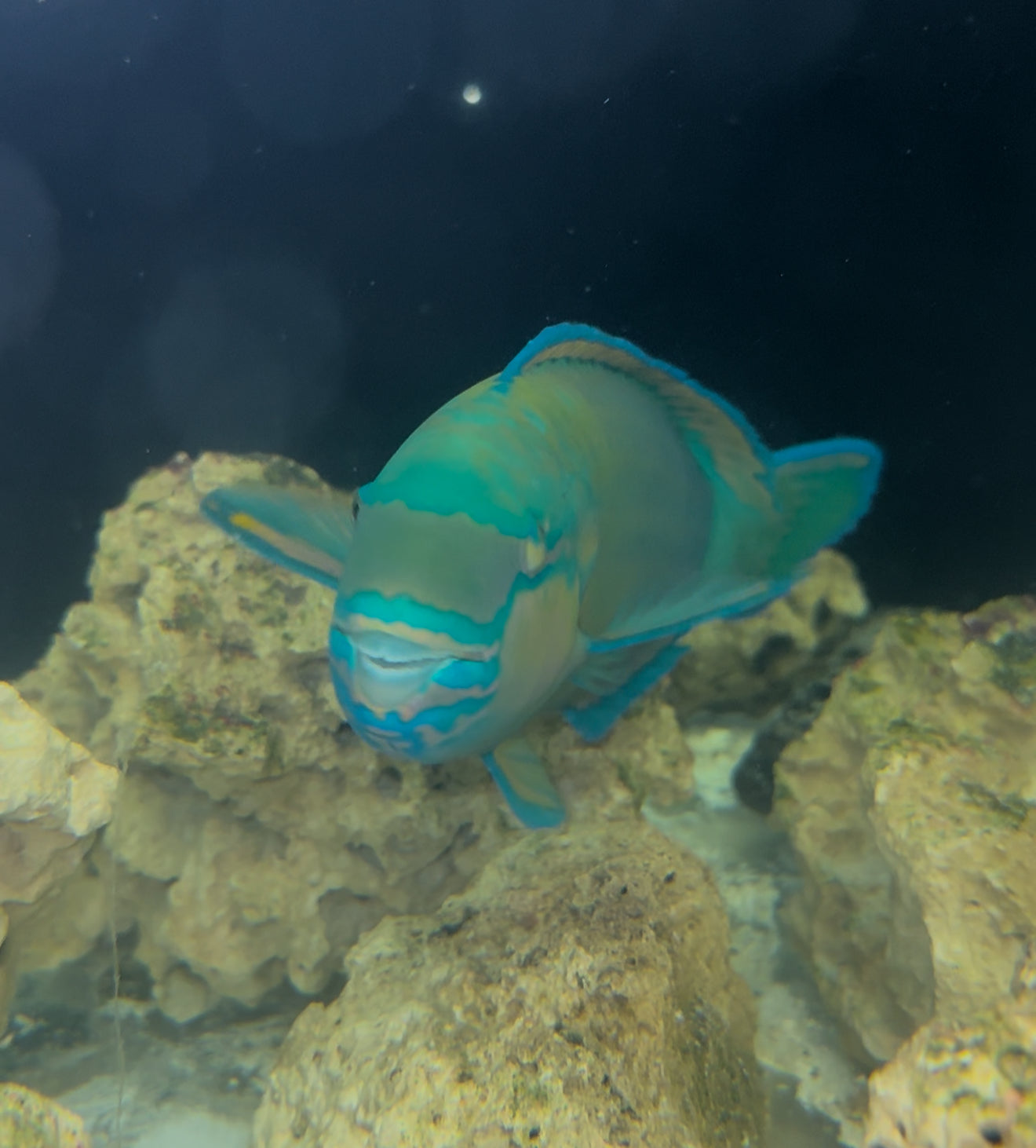 Scarus zufar, Dhofar parrotfish (12")