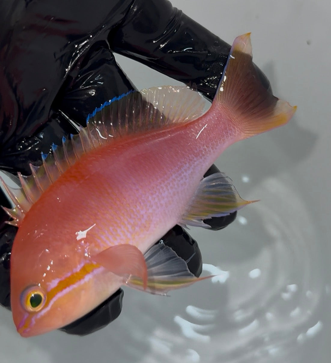 Bali Lunate Anthias (Pseudanthias cf. lunulatus)