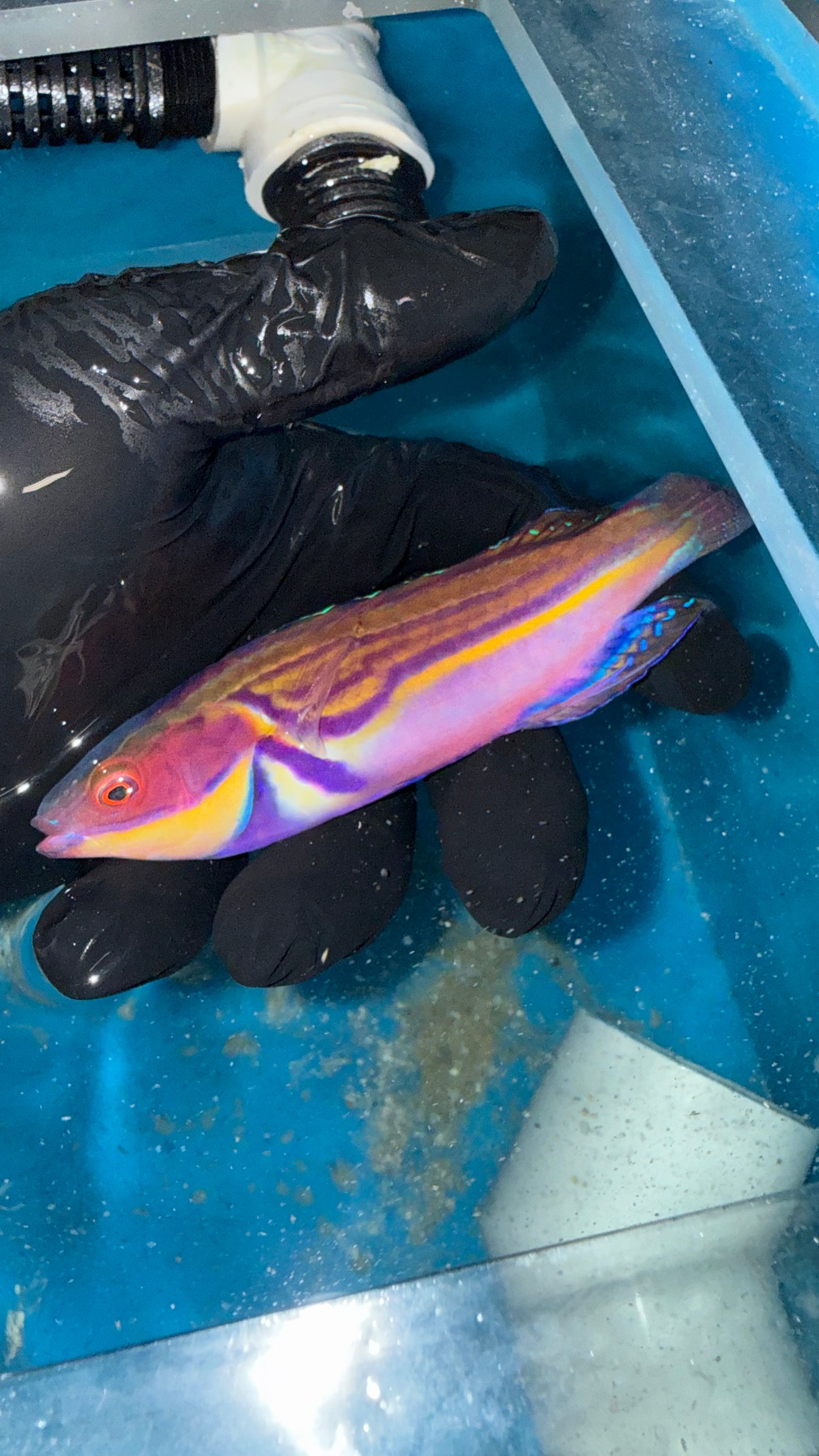 Labouti Wrasse-5” Supermale (WYSIWYG)