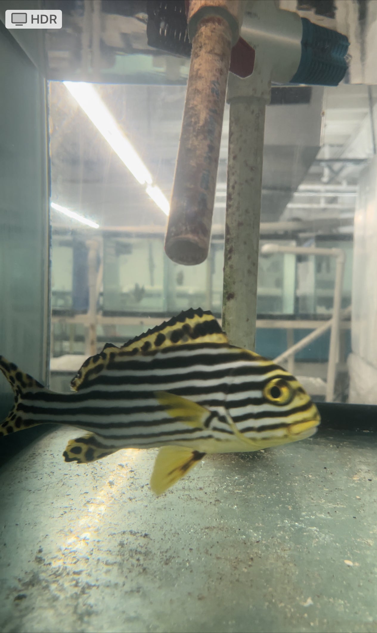 Oriental sweetlips