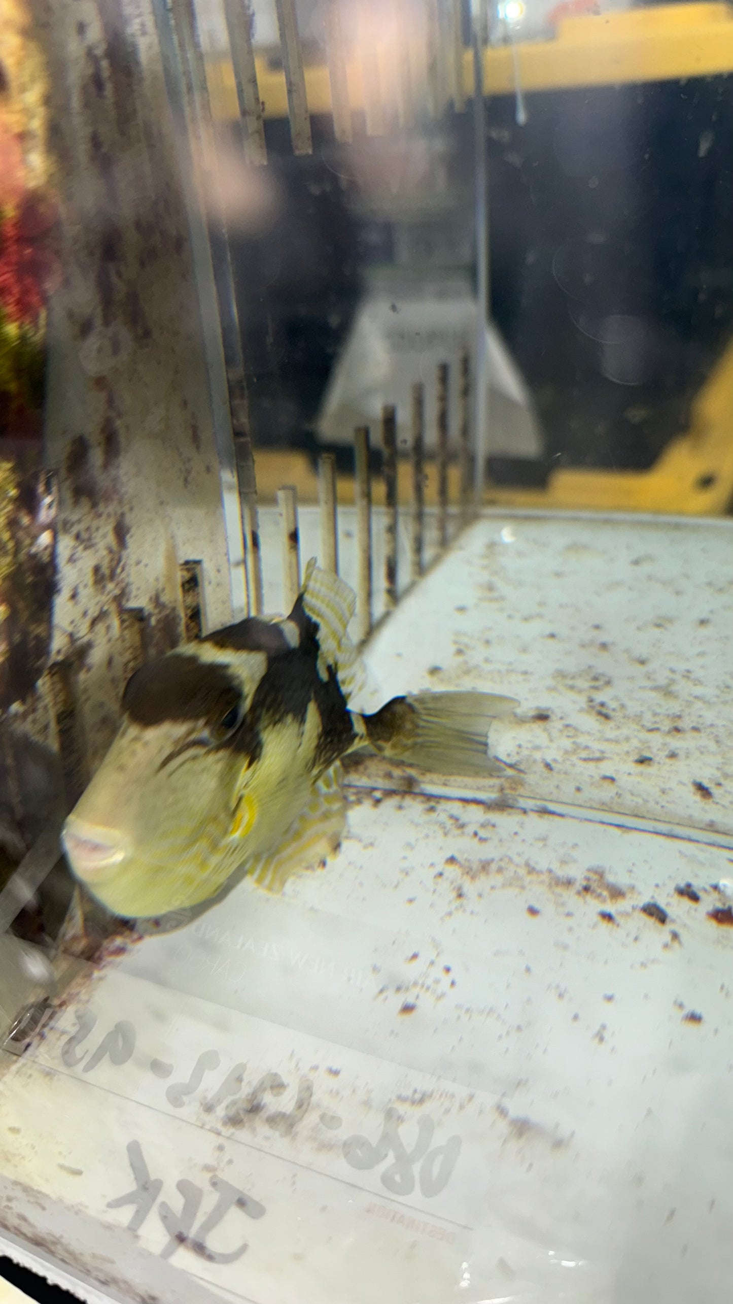 Yellow Margin (Pineapple) Triggerfish-3-4”