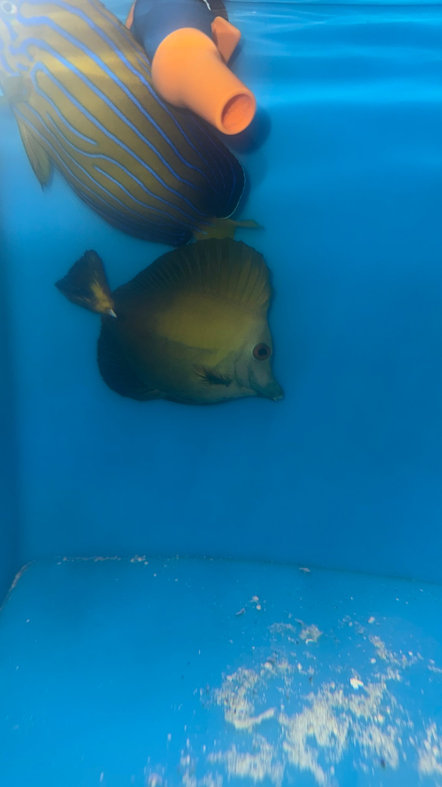 Koi Scopas Tang (yellow tail) WYSIWYG #4