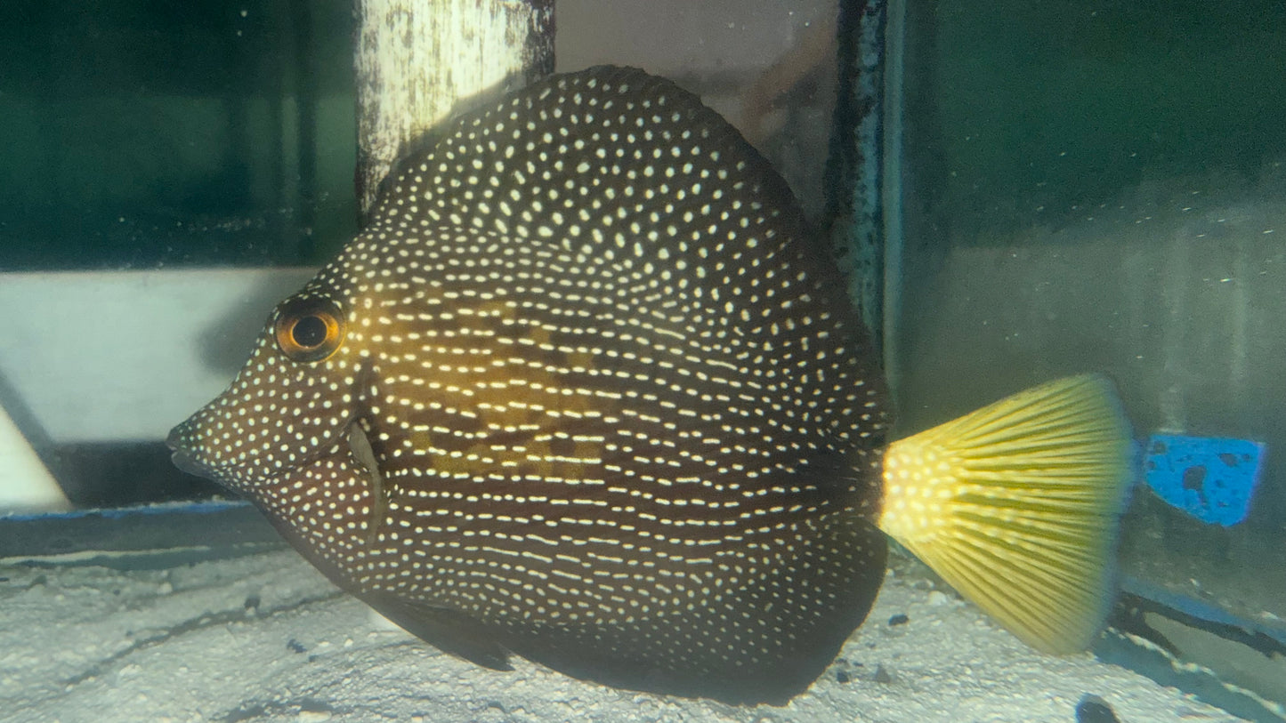 WYSIWYG Barcode Gem Tang (4”)| Zebrasoma gemmatum