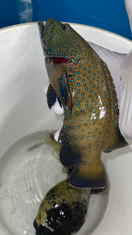 Argus (blue dot) Grouper-12” Red Sea