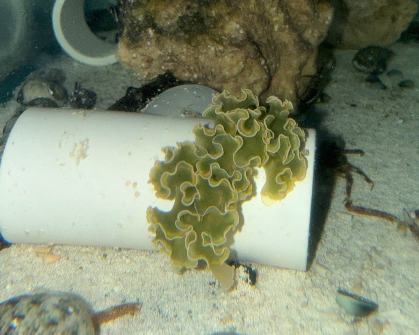 Lettuce Nudibranch (Tridachia crispata)