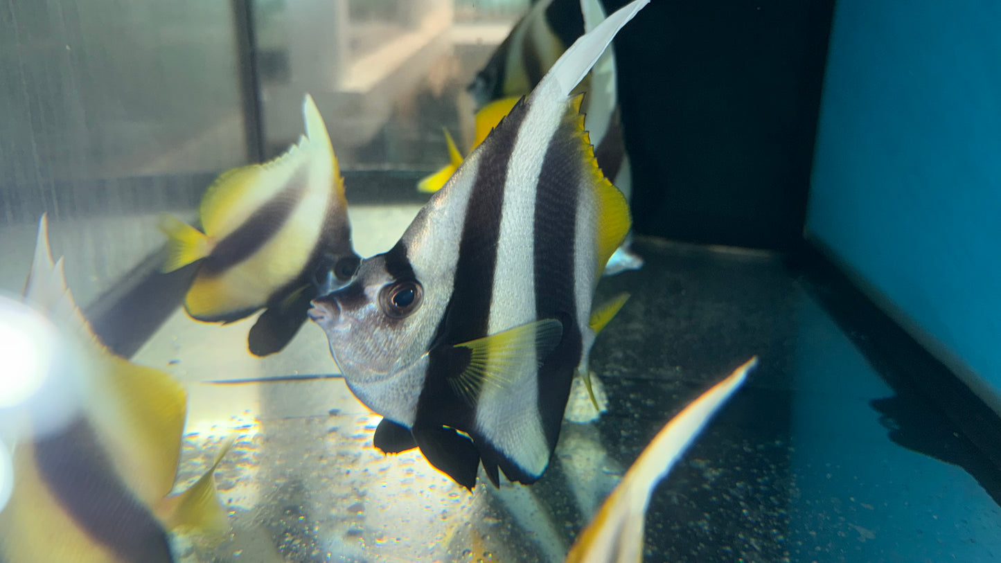 Red Sea Bannerfish | Heniochus Intermidius (6")
