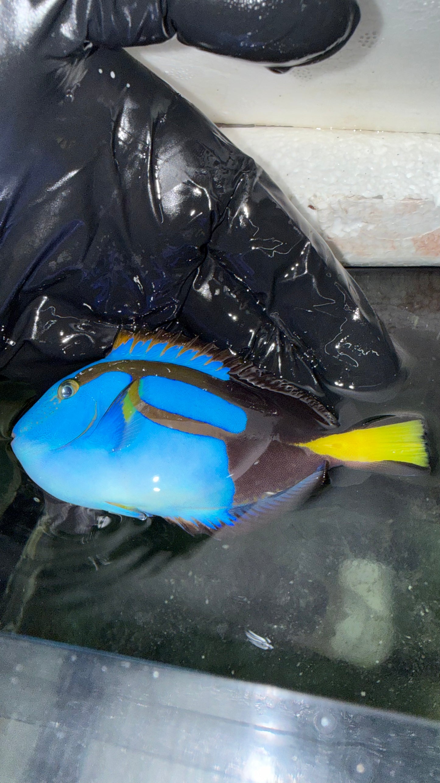 Blue Hippo Tang (4-5") Hybrid Colormorph