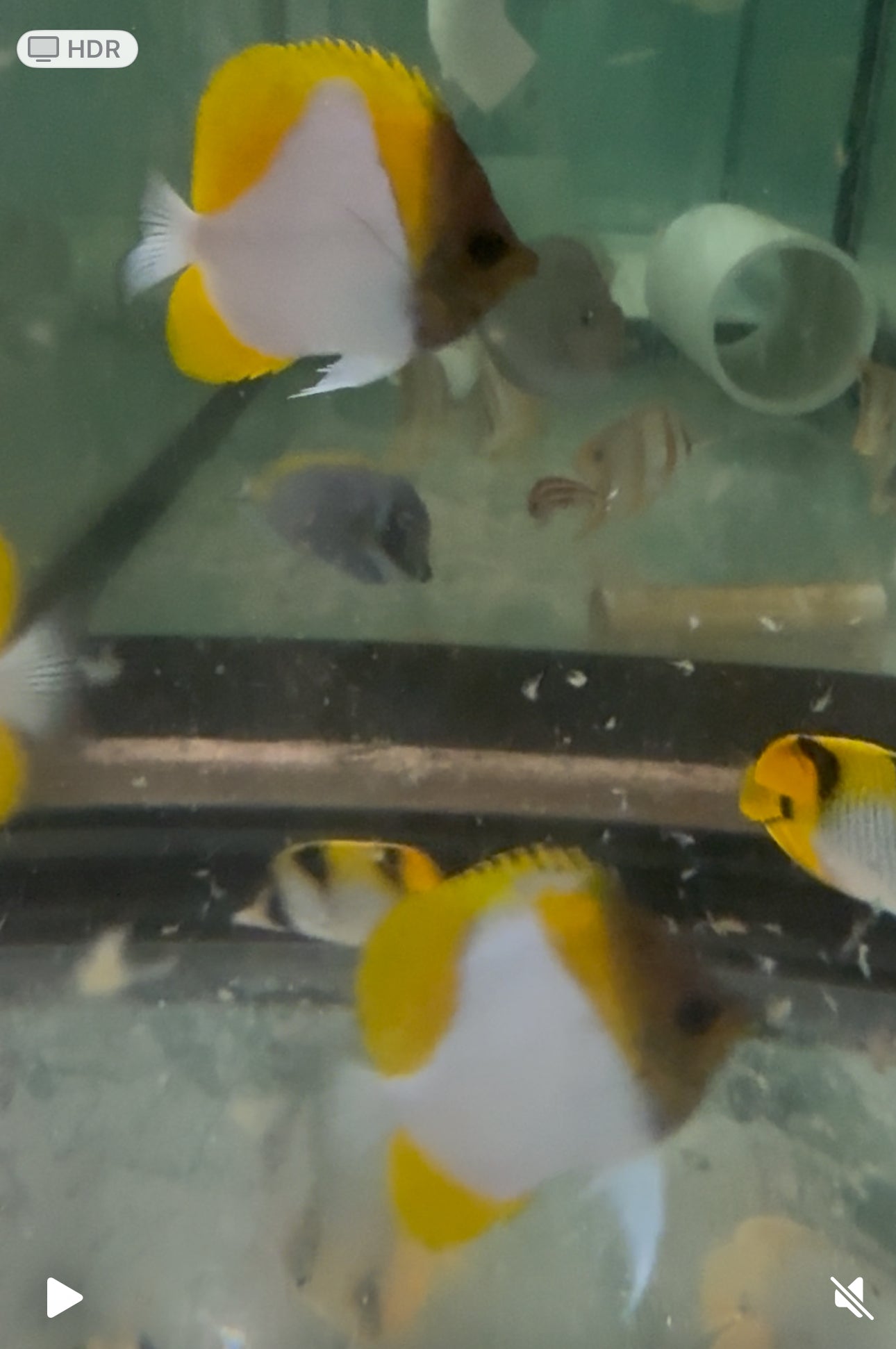 Yellow Pyramid Butterfly (Hemitaurichthys polylepis) (3-4”)