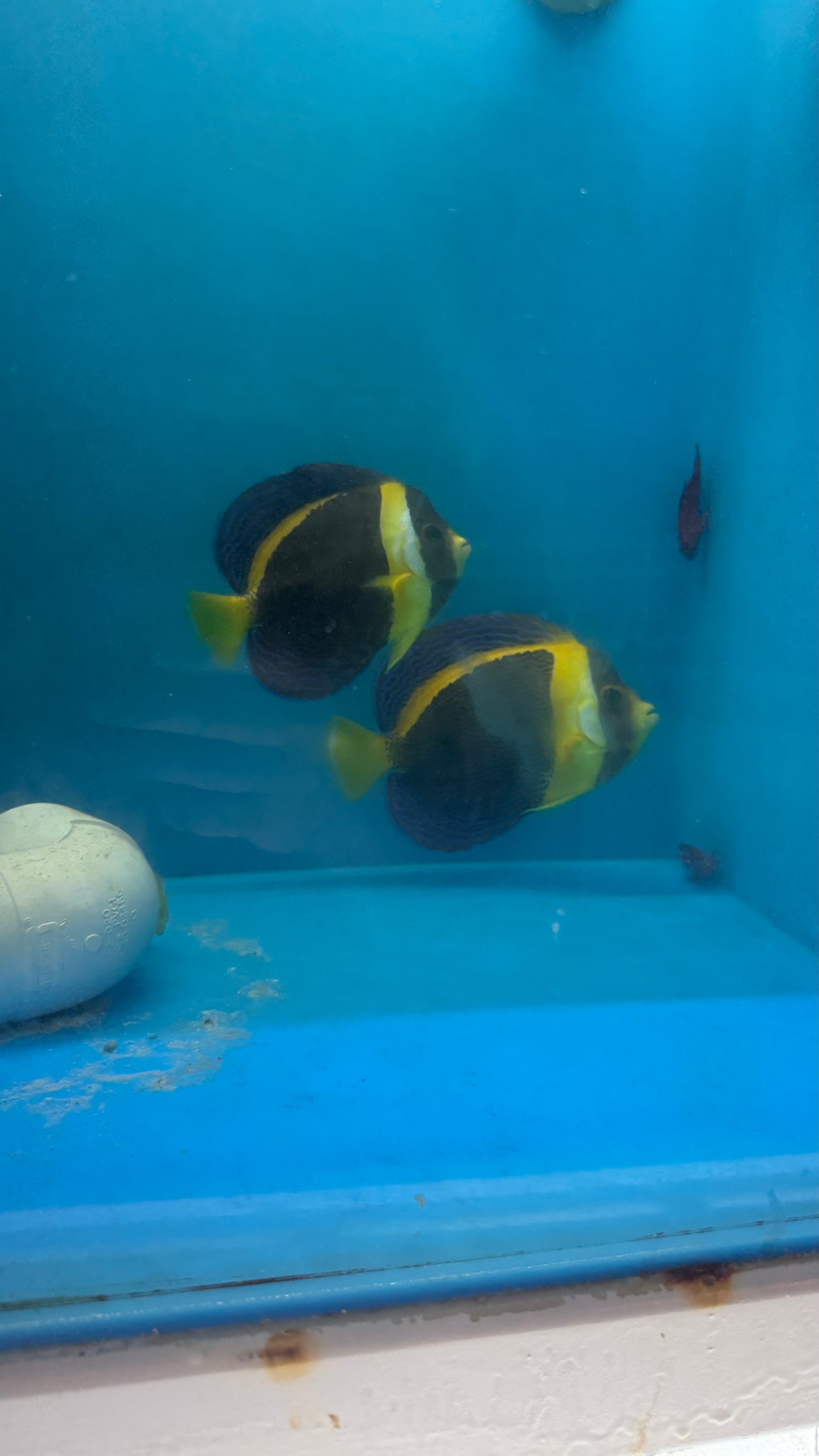 Pair of Scribbled Angel | Chaetodontoplus duboulayi (7" male, 5" female, )