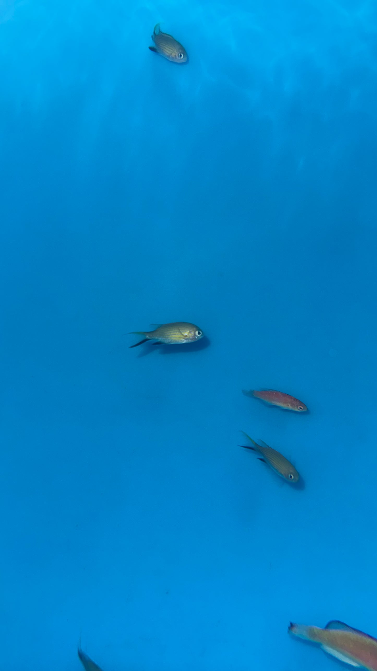 Vanderbilt Chromis (Australia)