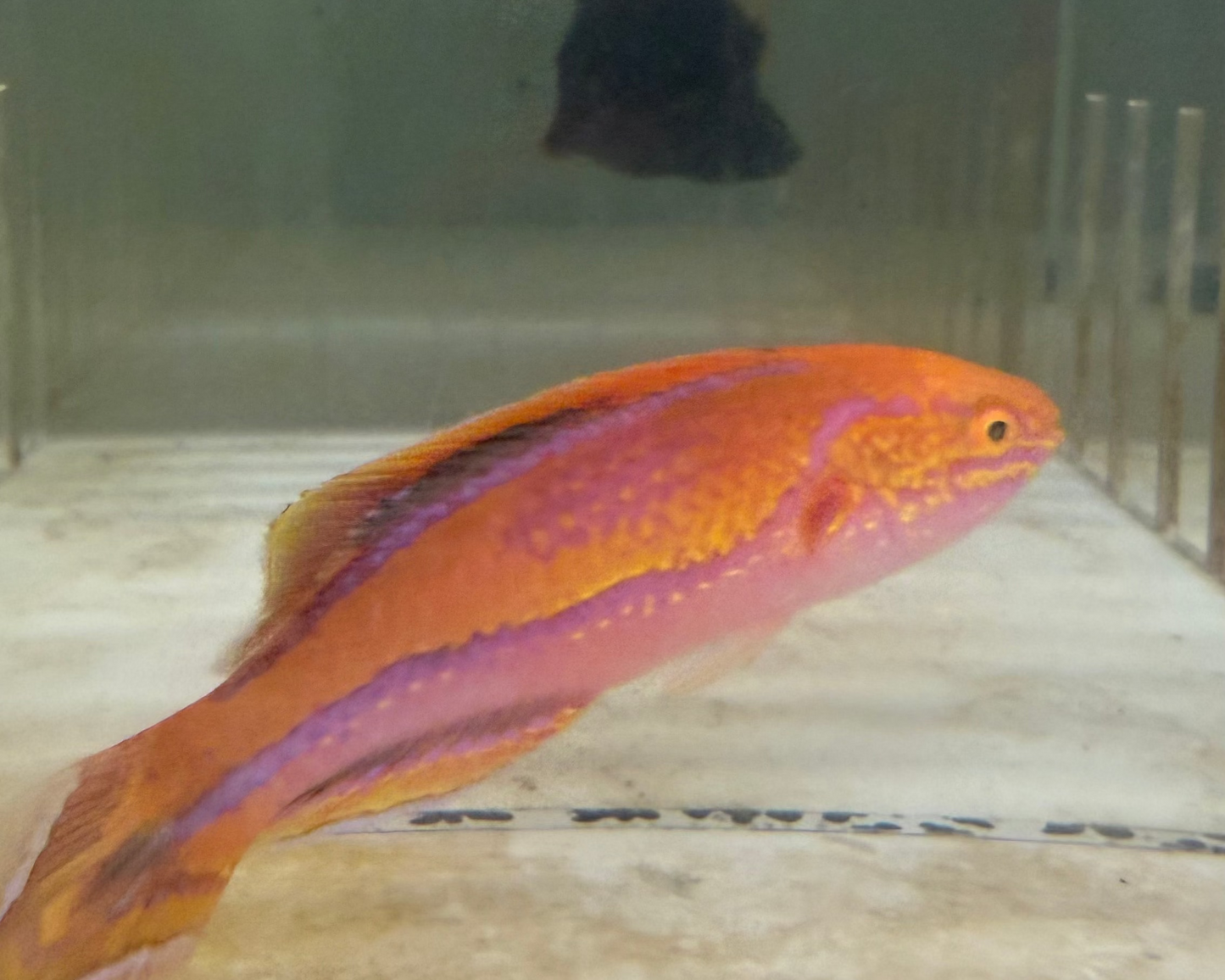 Pin Tail Fairy Wrasse| Cirrhilabrus isosceles (XXL Supermale)