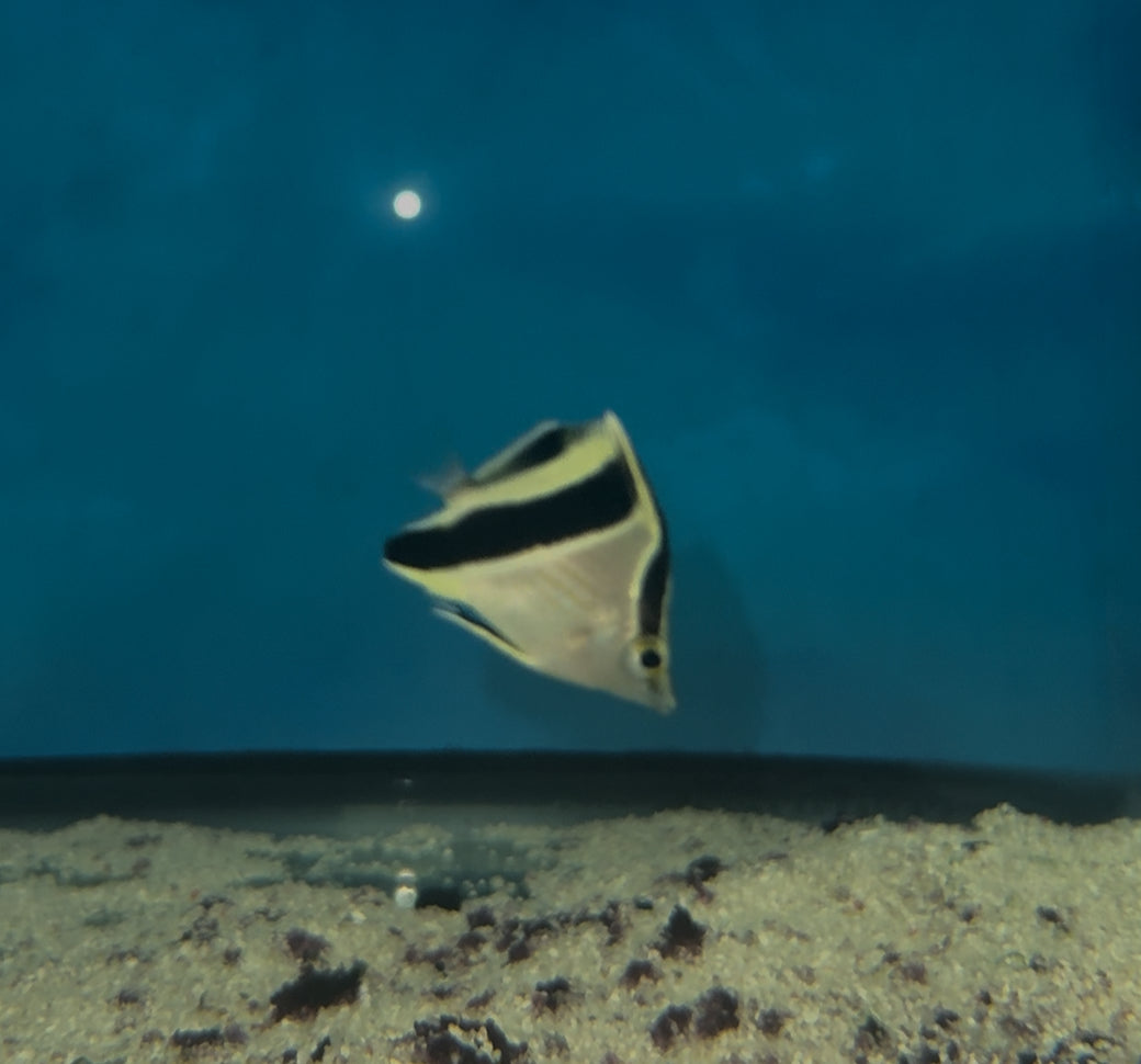 French Butterfly | Chaetodon guyanensis (2")