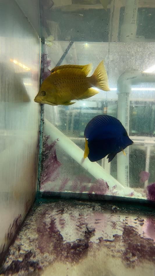 Yellow Slingjaw Wrasse 6” Bright yellow