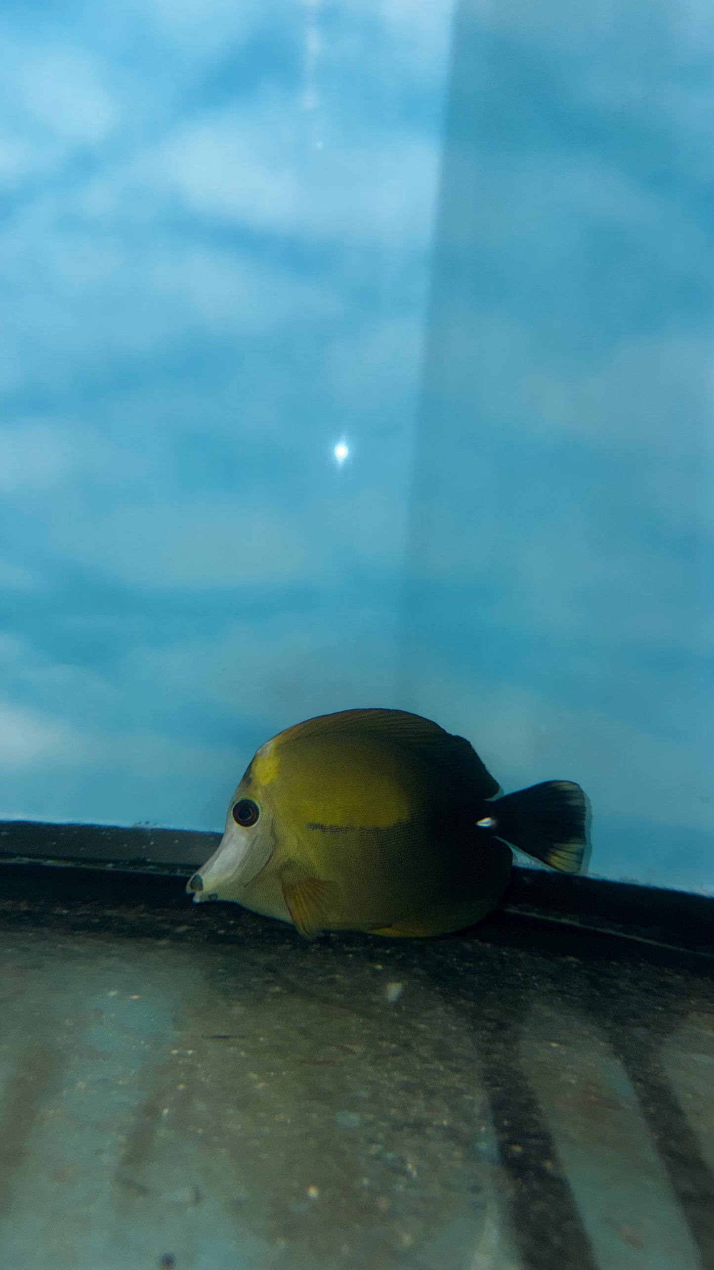 Tricolor Koi Scopas Tang WYSIWYG