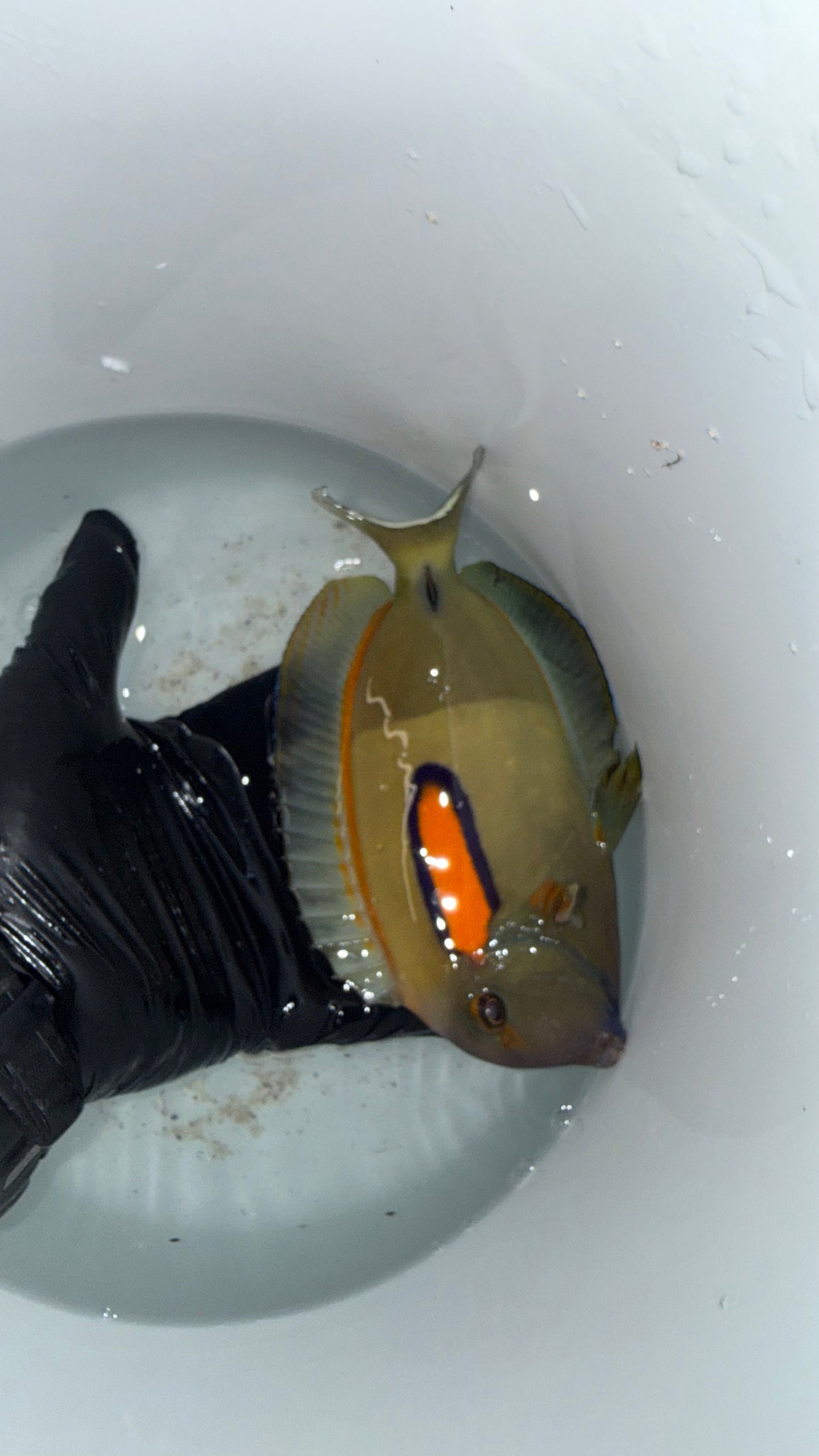 Orange Shoulder Tang-7”