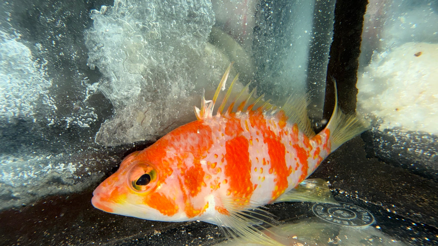 Plectranthias maekawa | Maekawa Perchlet