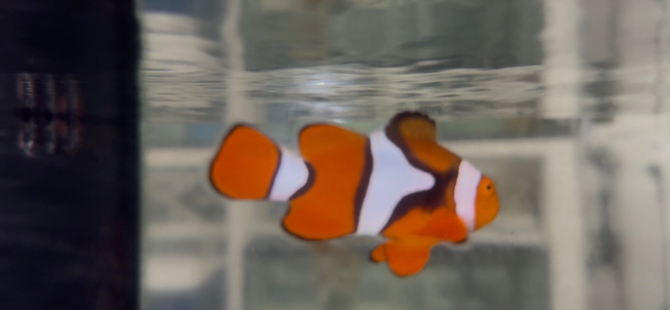 Super Black True Percula Clownfish-WC (single clownfish)
