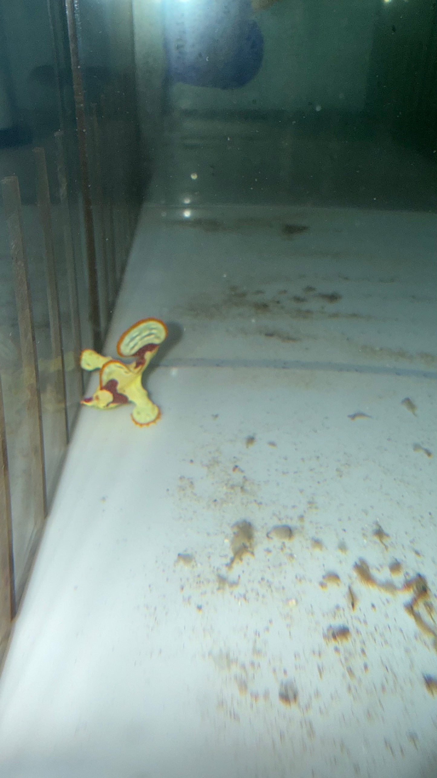 Anglerfish 1" (yellow)
