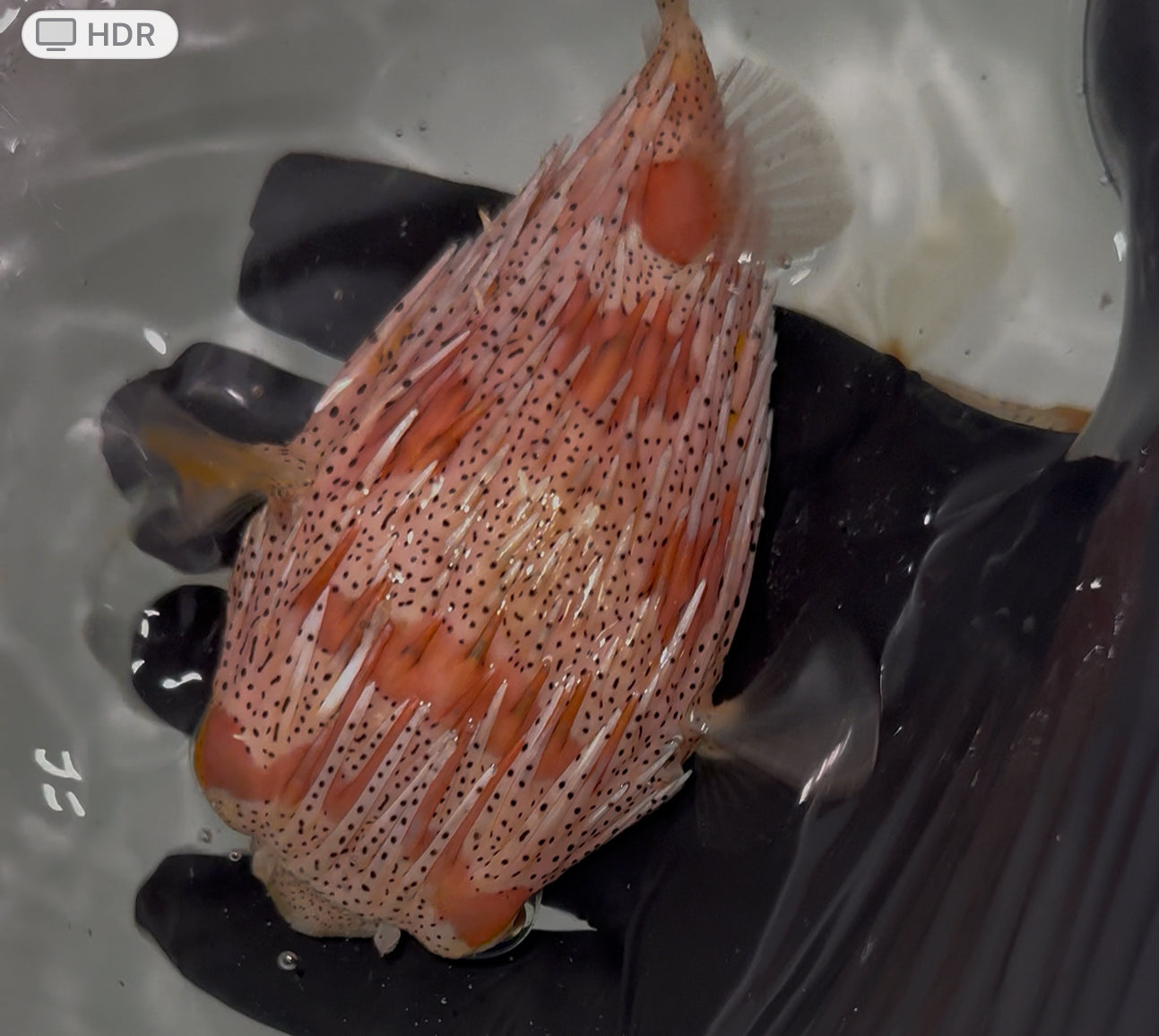 Australian Freckled Porcupine Puffer (6" PAIR) | Diodon holocanthus Linnaeus