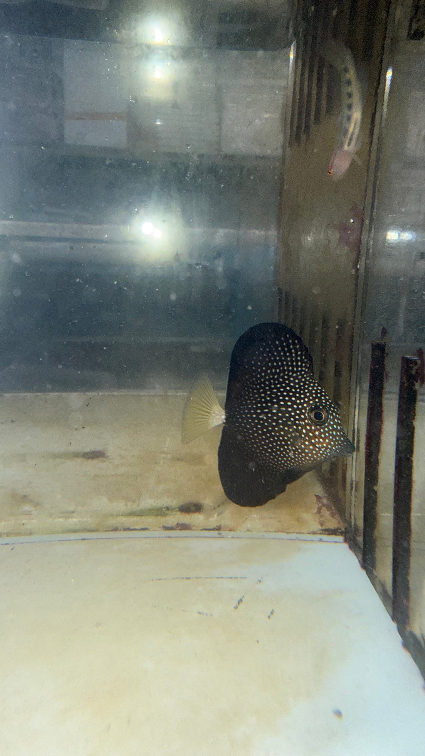 Gem Tang (1.5” WYSIWYG) | Zebrasoma gemmatum