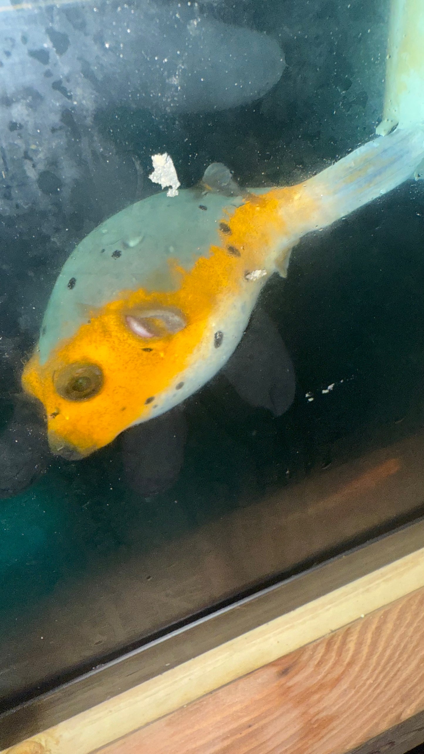 Dog Face Puffer-Tricolor (5")