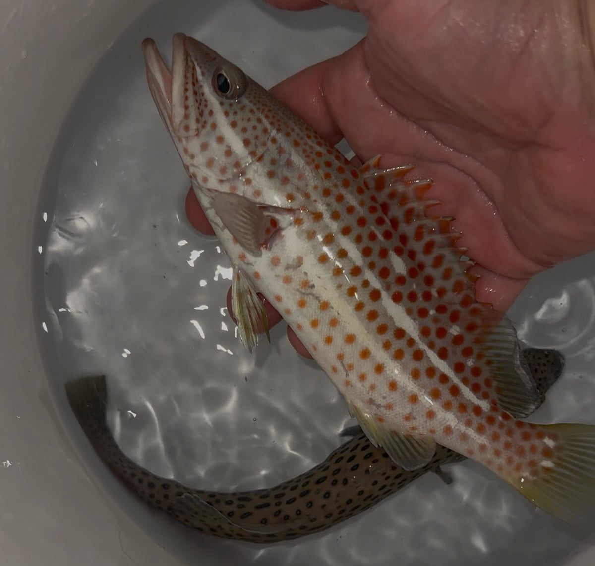 Areolate Grouper (Epinephelus areolatus)