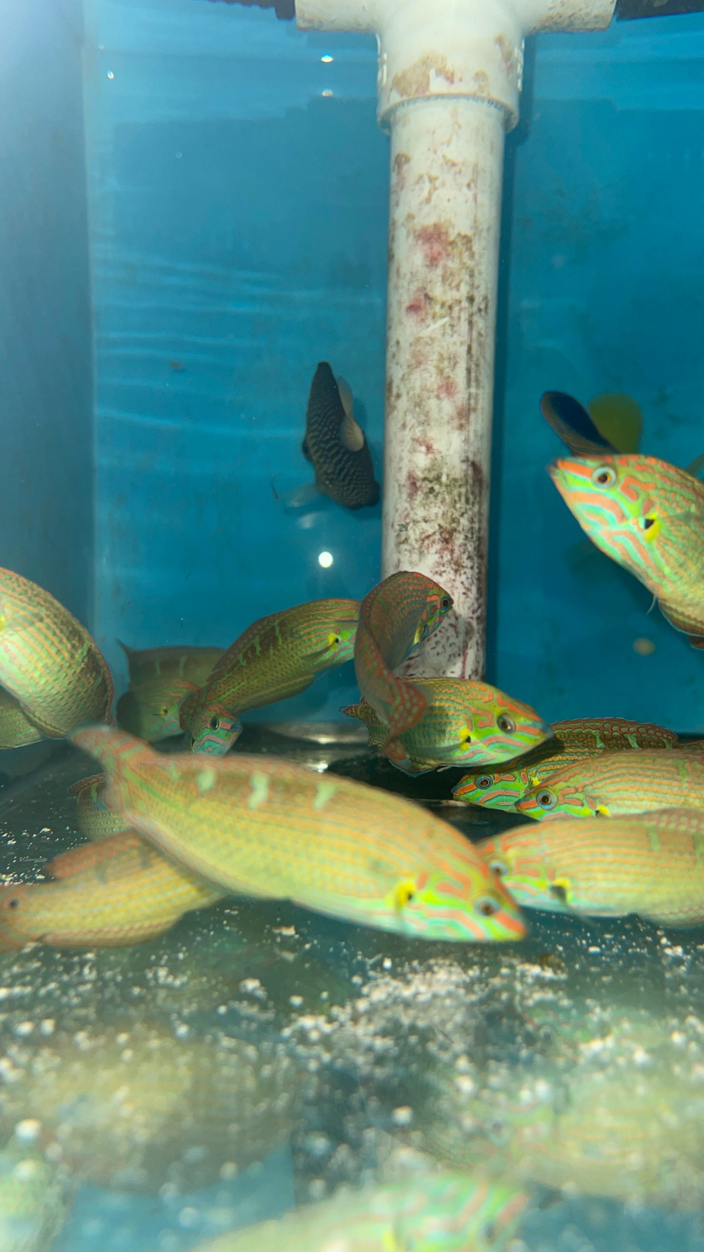 Vrolik's Wrasse (Halichoeres chrysotaenia)