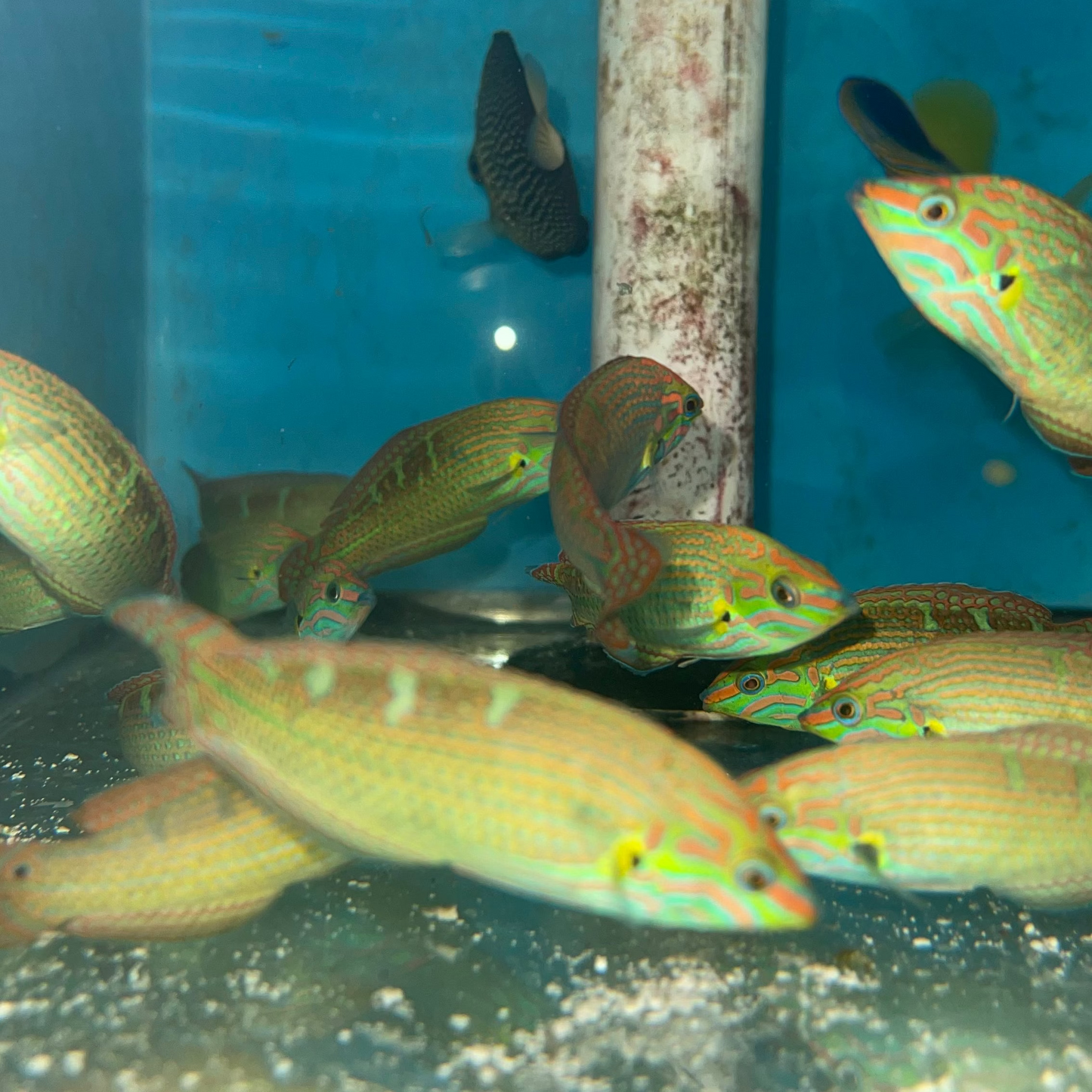 Vrolik's Wrasse (Halichoeres chrysotaenia)