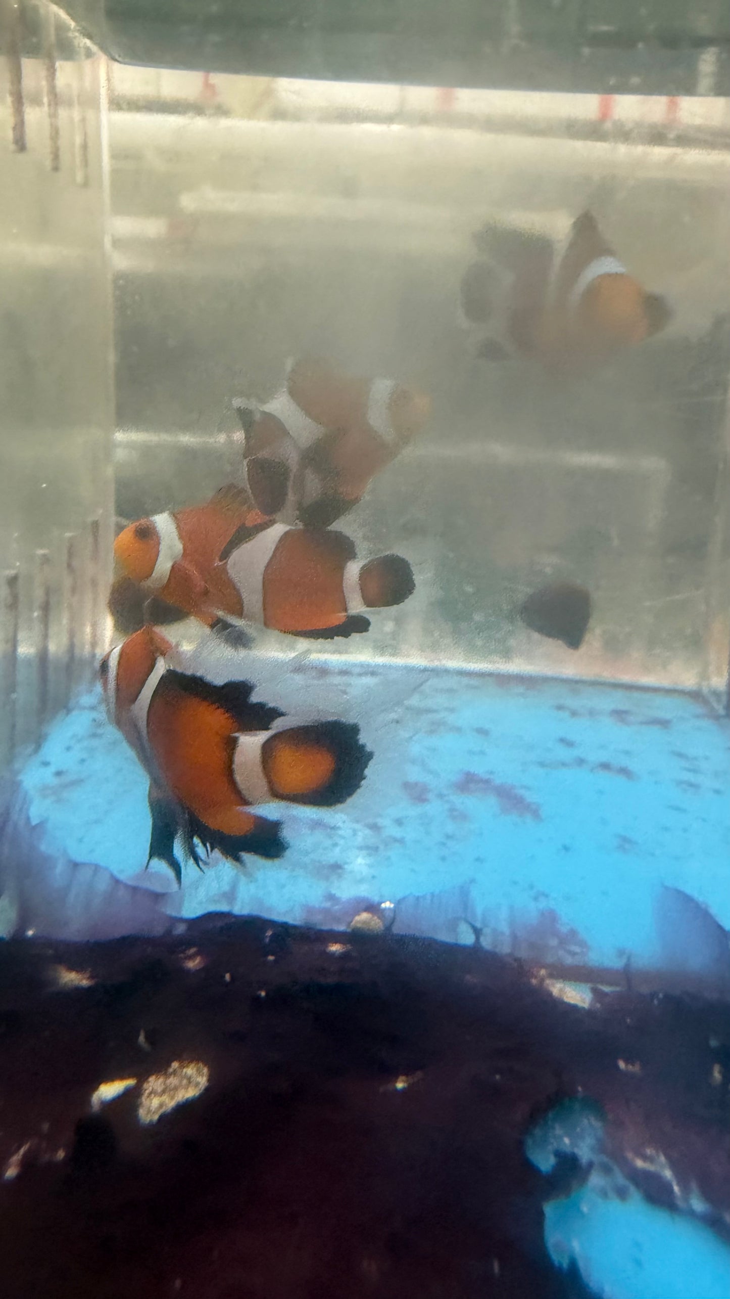 Longfin Clownfish (3-4cm)