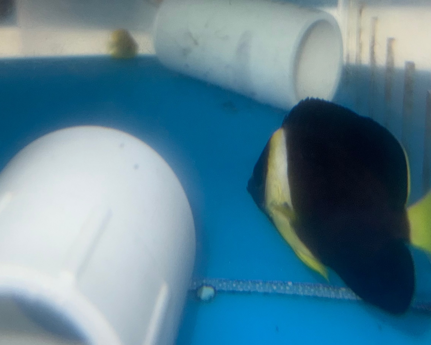 Personifer (Meredithi) Angel-2-3" Captive Bred