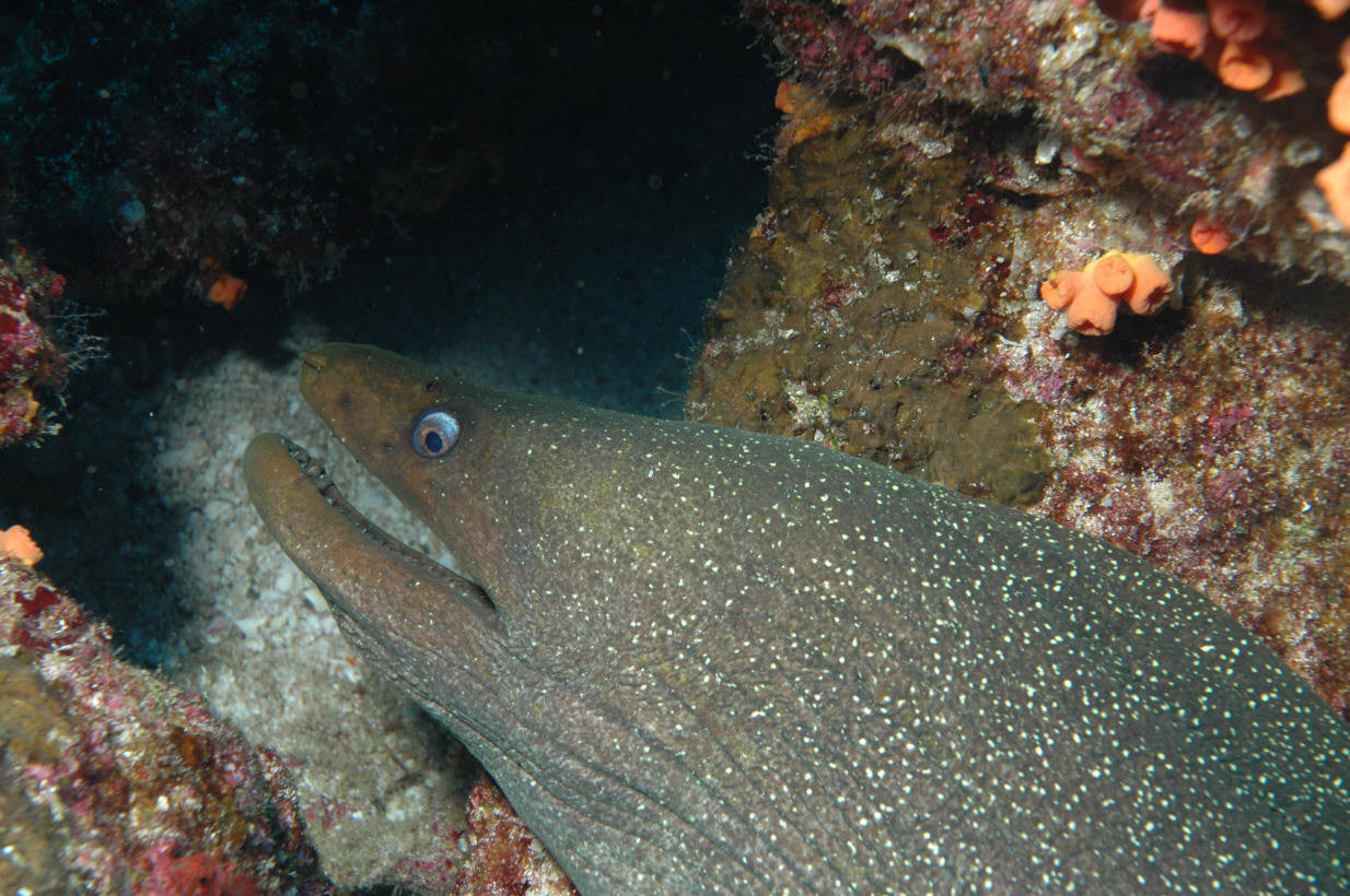 Mexican Finespotted Eel | Gymnothorax dovii