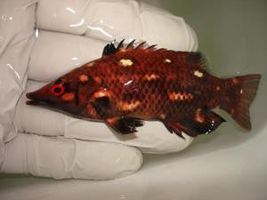 Red Bird Wrasse (Hawaii)